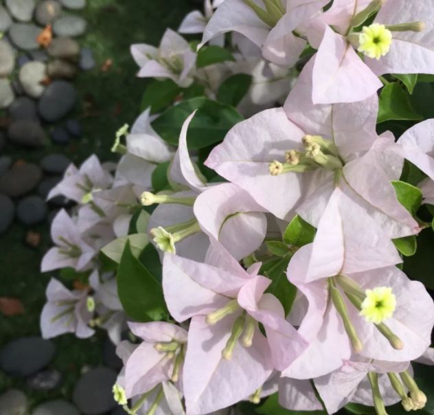 喜欢养花，就养盆“开花机器”梦幻苹果，花色梦幻唯美，易爆盆