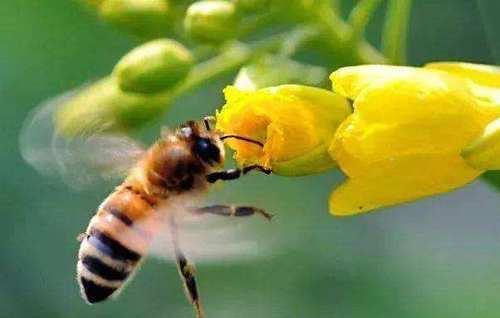 跟着蜜蜂去旅行,旅行行家是蜜蜂!