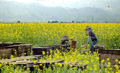 跟着蜜蜂去旅行,旅行行家是蜜蜂!