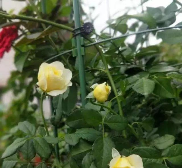 你有一份秋天月季的养护小知识，请查收