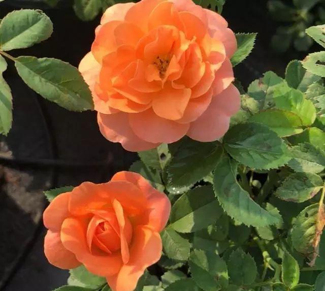 你有一份秋天月季的养护小知识，请查收