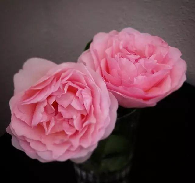 你有一份秋天月季的养护小知识，请查收