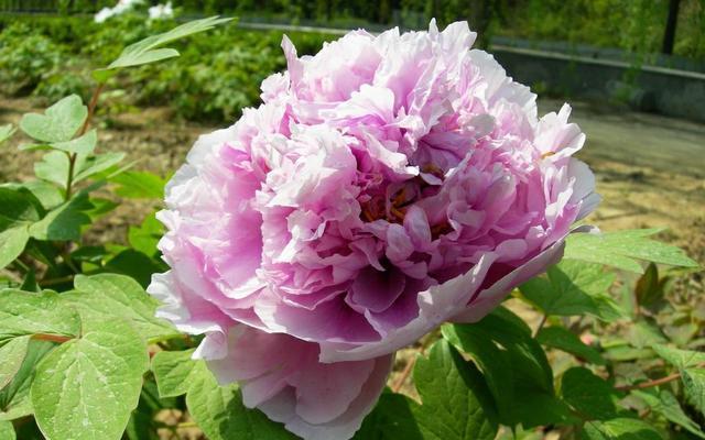 什么时候适合赏牡丹，养护牡丹花要注意什么？