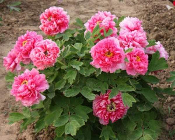 什么时候适合赏牡丹，养护牡丹花要注意什么？