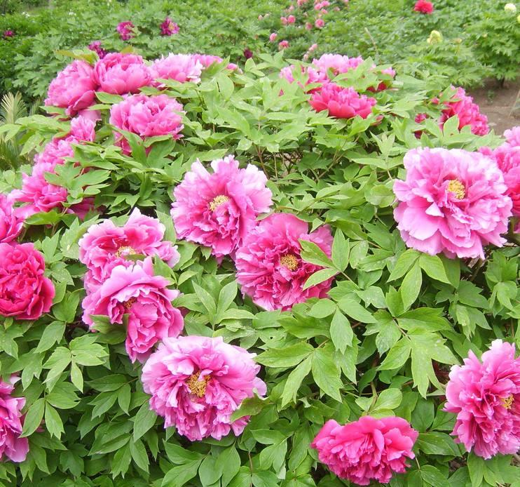 什么时候适合赏牡丹，养护牡丹花要注意什么？