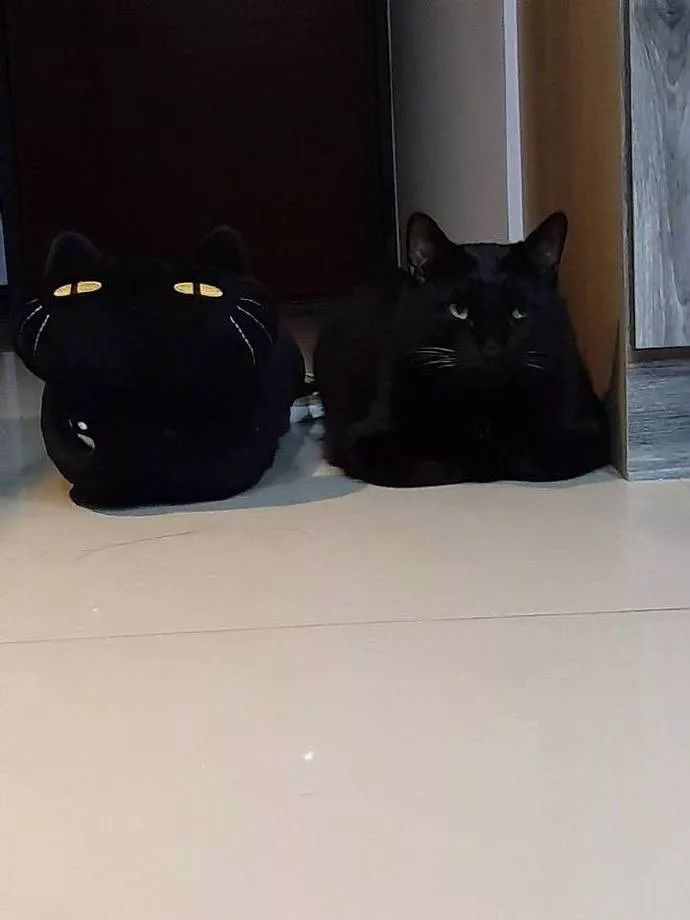 网友养了只黑猫，然后网购了一双黑色的拖鞋，好怕她穿错,哈哈！