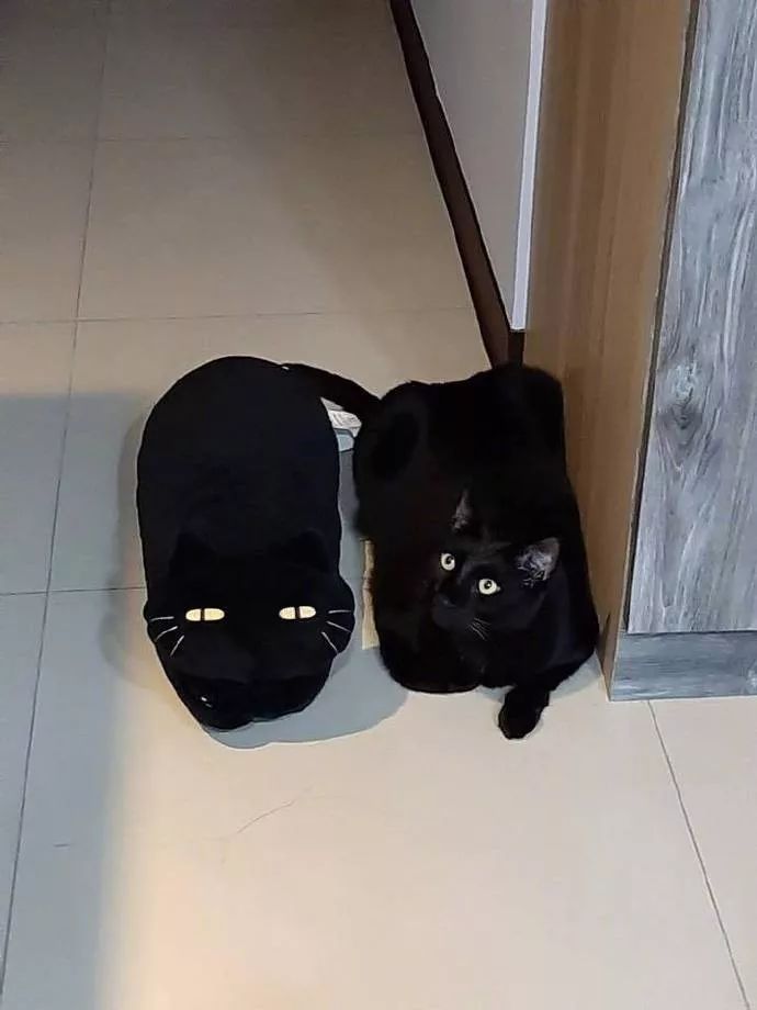 网友养了只黑猫，然后网购了一双黑色的拖鞋，好怕她穿错,哈哈！