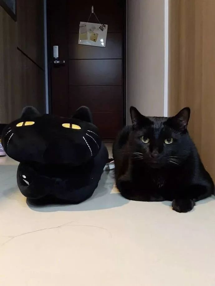 网友养了只黑猫，然后网购了一双黑色的拖鞋，好怕她穿错,哈哈！