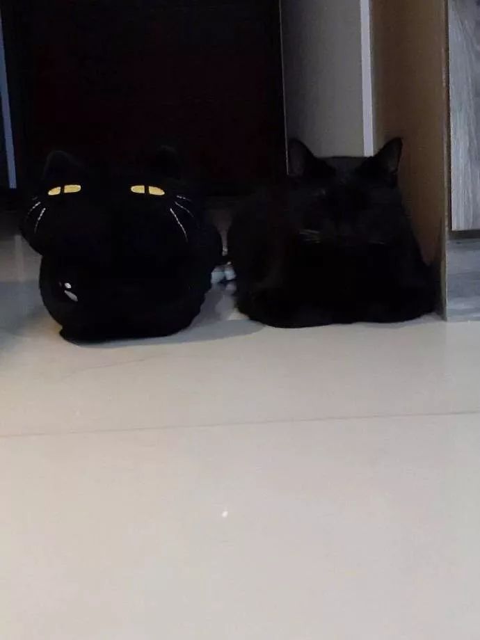 网友养了只黑猫，然后网购了一双黑色的拖鞋，好怕她穿错,哈哈！