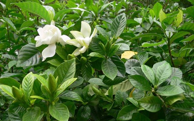 过了花季的栀子花,“养护”必须要做好,安全过冬明年开花不担心