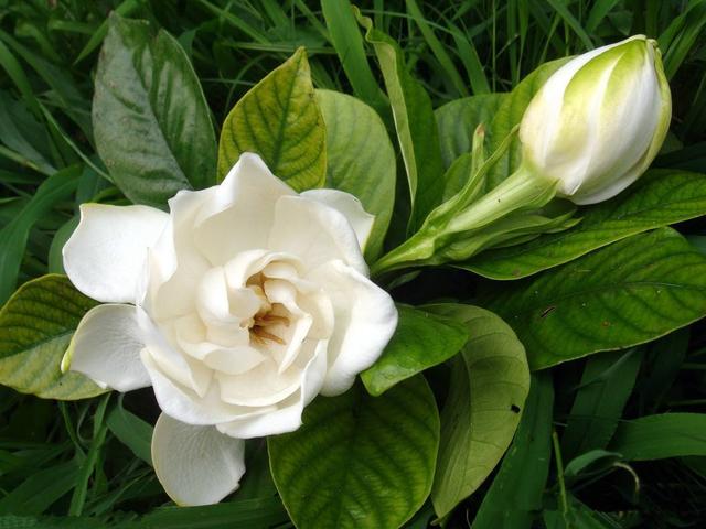 过了花季的栀子花,“养护”必须要做好,安全过冬明年开花不担心