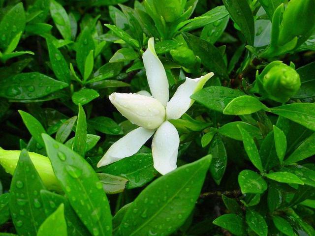 过了花季的栀子花,“养护”必须要做好,安全过冬明年开花不担心