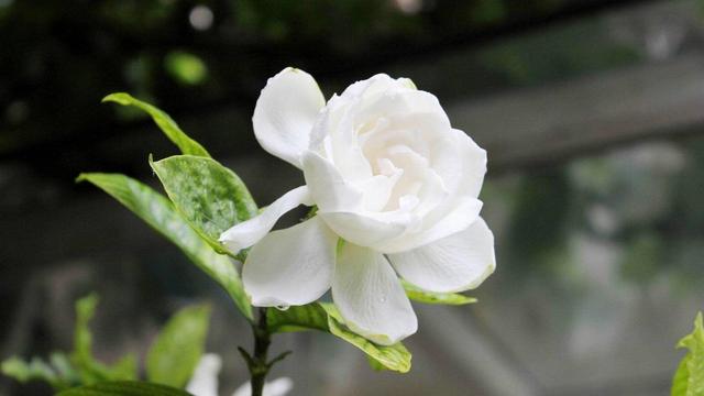 过了花季的栀子花,“养护”必须要做好,安全过冬明年开花不担心