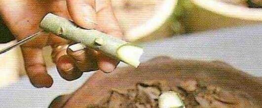 冬去春来,特适合养这2种花,花期长,养护简单