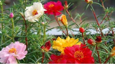 冬去春来,特适合养这2种花,花期长,养护简单