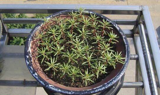 冬去春来,特适合养这2种花,花期长,养护简单