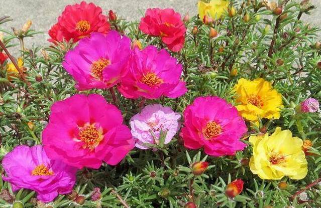 冬去春来,特适合养这2种花,花期长,养护简单