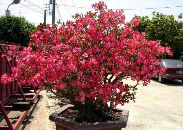 冬去春来,特适合养这2种花,花期长,养护简单