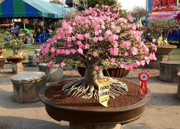 冬去春来,特适合养这2种花,花期长,养护简单