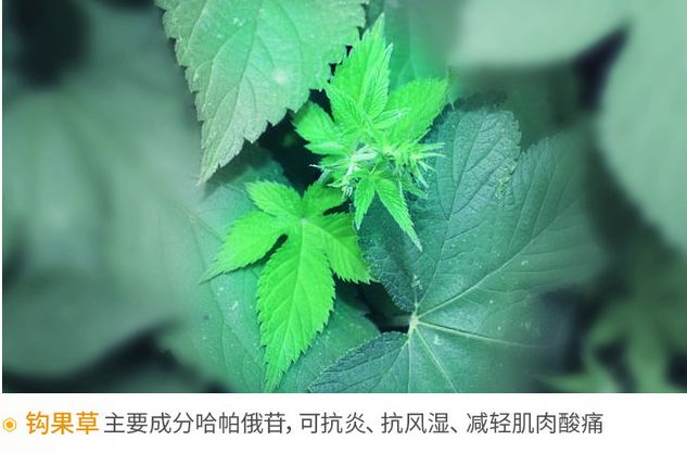 怕颈肩痛，怕关节疼？这个老品牌超管用，德国人用了88年！