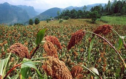 沛将坊茅香传承∣详解我国白酒的原料配方、酿酒工艺