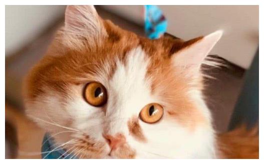 猫粮肉类肉粉原料看清楚，一分钱一分货，价格高自然营养足