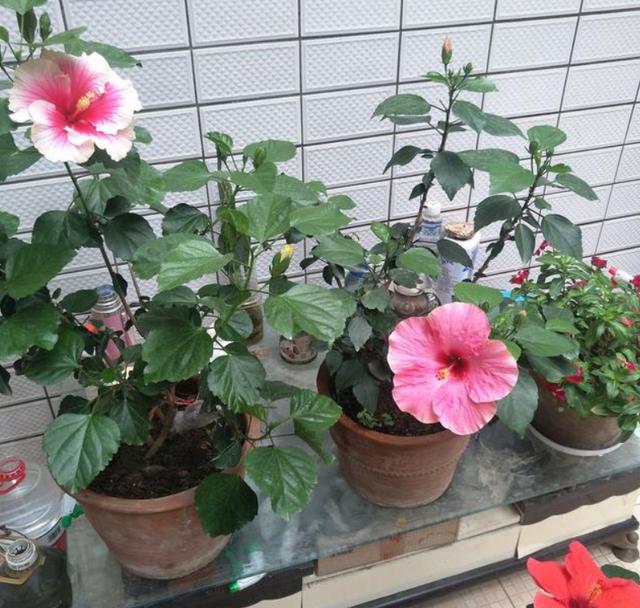 3种