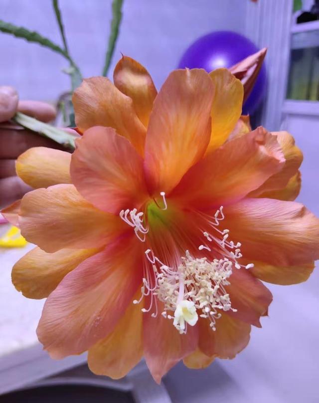 令箭荷花不开花，几点“养护”别落下，根壮叶肥，年年开满大荷花