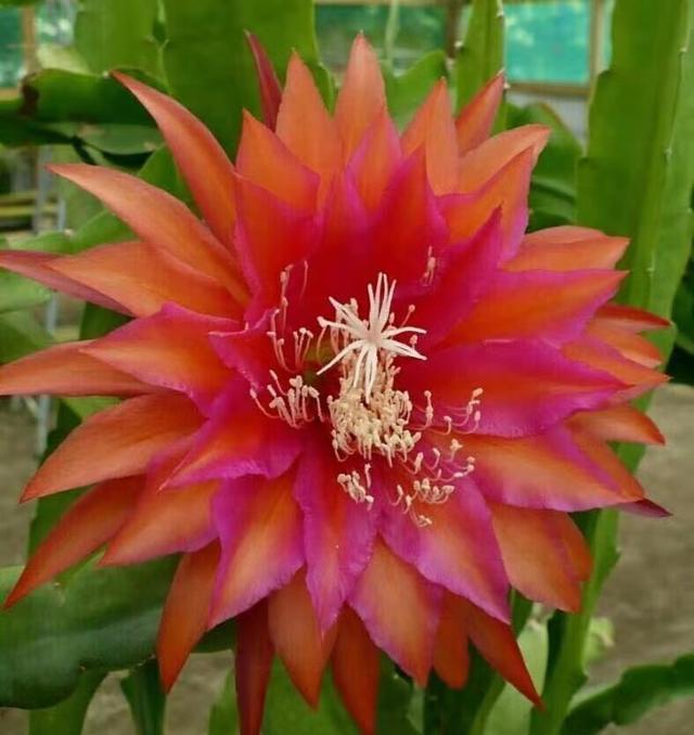 令箭荷花不开花，几点“养护”别落下，根壮叶肥，年年开满大荷花