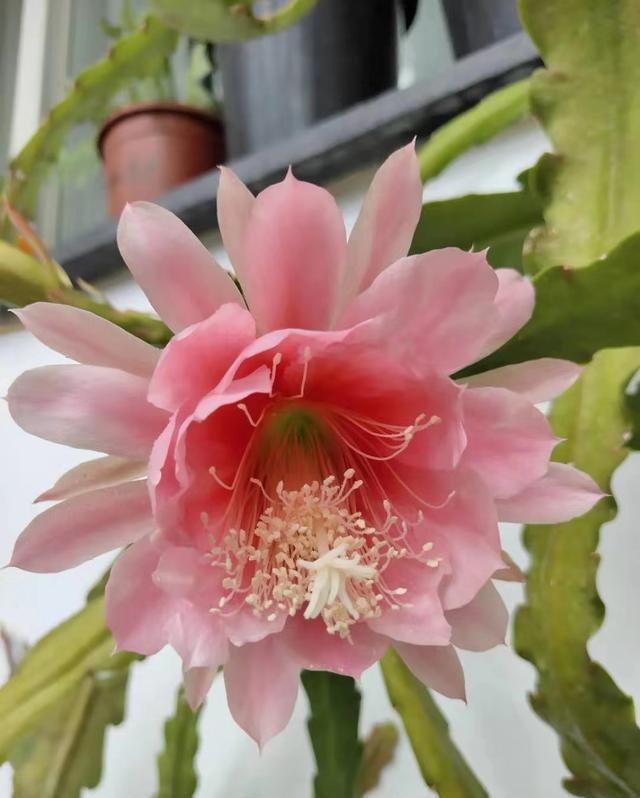 令箭荷花不开花，几点“养护”别落下，根壮叶肥，年年开满大荷花