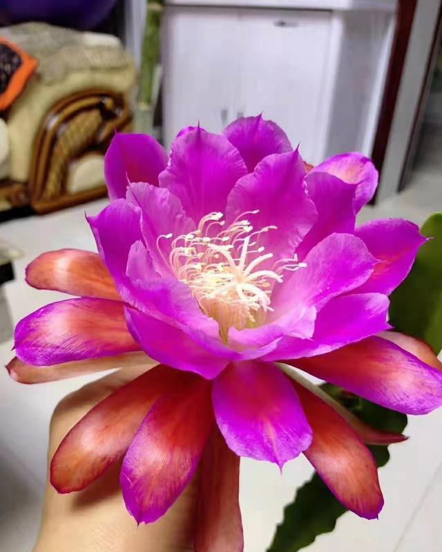 令箭荷花不开花，几点“养护”别落下，根壮叶肥，年年开满大荷花