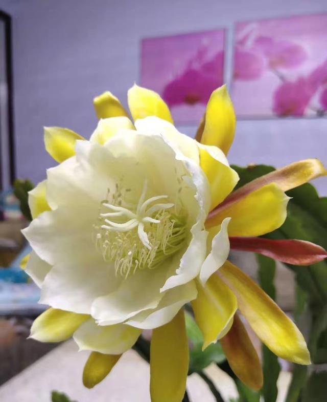 令箭荷花不开花，几点“养护”别落下，根壮叶肥，年年开满大荷花