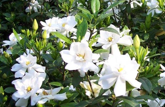 养栀子花,掌握养护“重点”,年年能开两次花,一开就是几个月