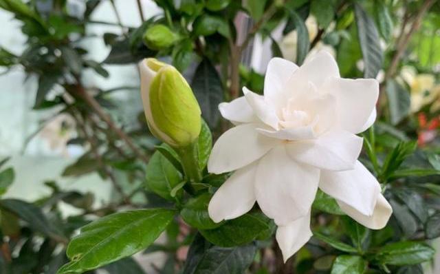 养栀子花,掌握养护“重点”,年年能开两次花,一开就是几个月