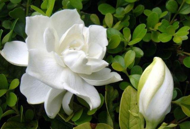 养栀子花,掌握养护“重点”,年年能开两次花,一开就是几个月