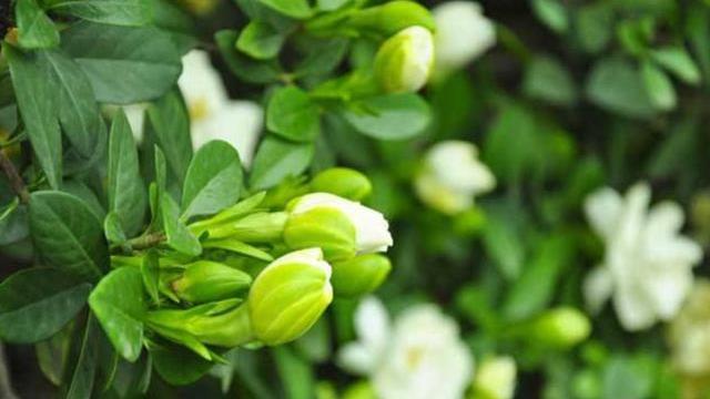 养栀子花,掌握养护“重点”,年年能开两次花,一开就是几个月