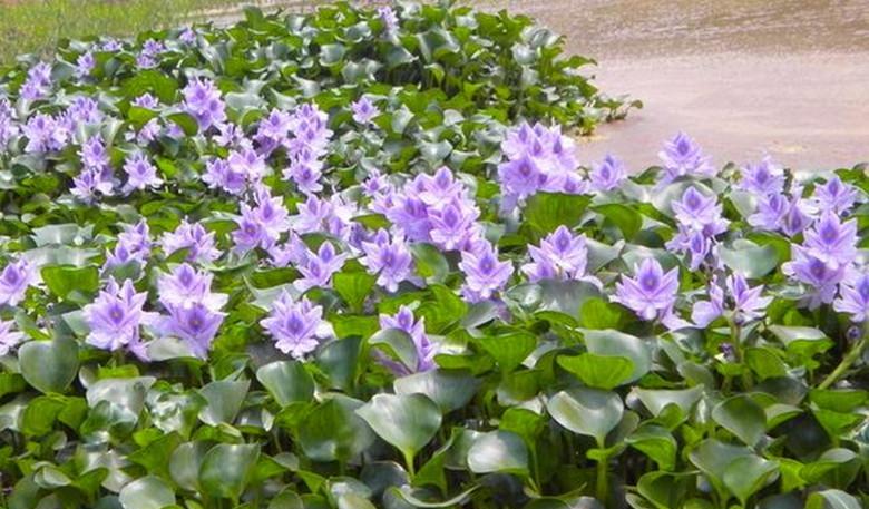 农村池塘里常见的雨久花，可以用来喂养家禽，还是一道美味的野菜