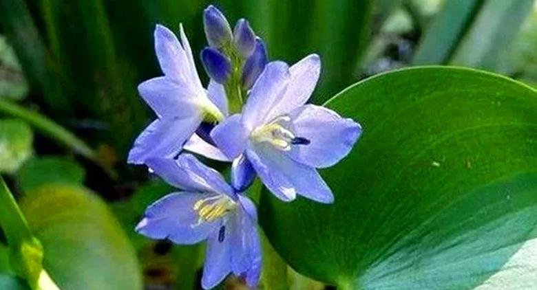 农村池塘里常见的雨久花，可以用来喂养家禽，还是一道美味的野菜