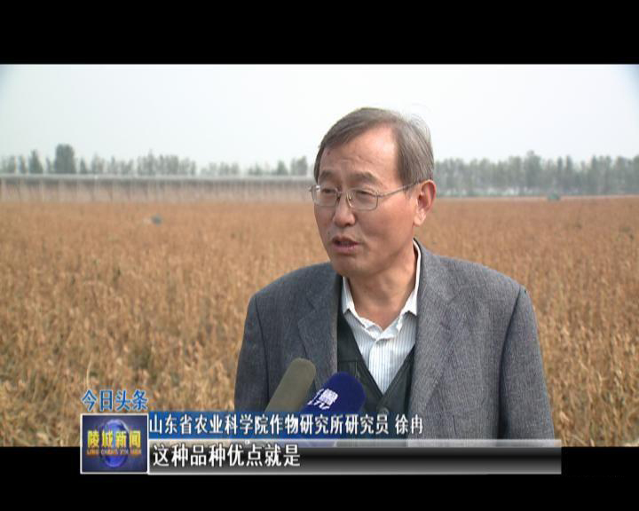 喜讯！陵城区大豆实打验收获亩产341.6公斤 创全省新高