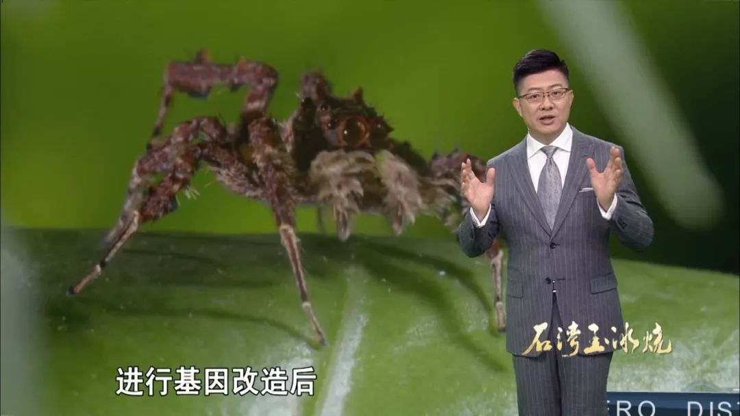 人类最强面料：龙丝原料居然是它