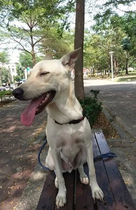 狗子听到主人想吃姜母鸭，它秒跳进湖里找原料，主人吓到疯尖叫！