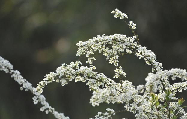 珍珠花的栽培养护技术