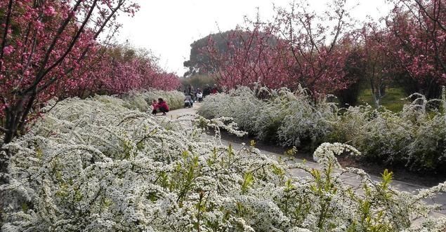 珍珠花的栽培养护技术