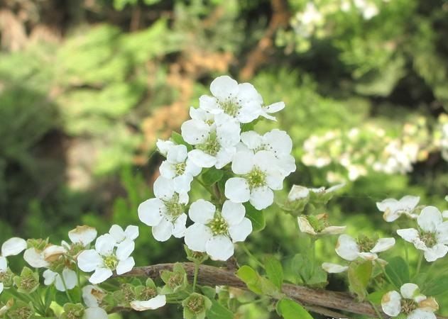 珍珠花的栽培养护技术