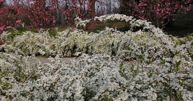 珍珠花的栽培养护技术