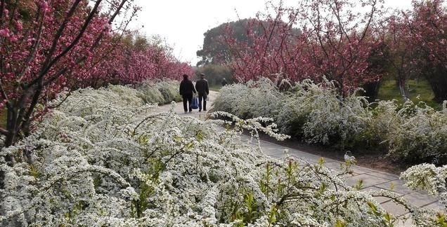 珍珠花的栽培养护技术