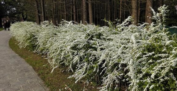 珍珠花的栽培养护技术