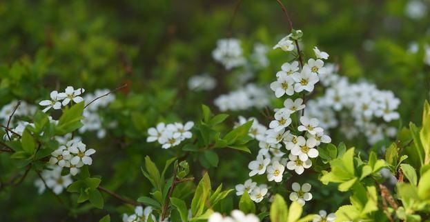 珍珠花的栽培养护技术
