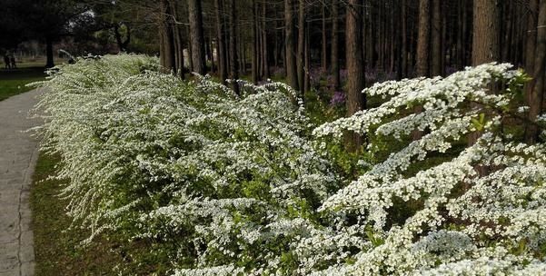 珍珠花的栽培养护技术
