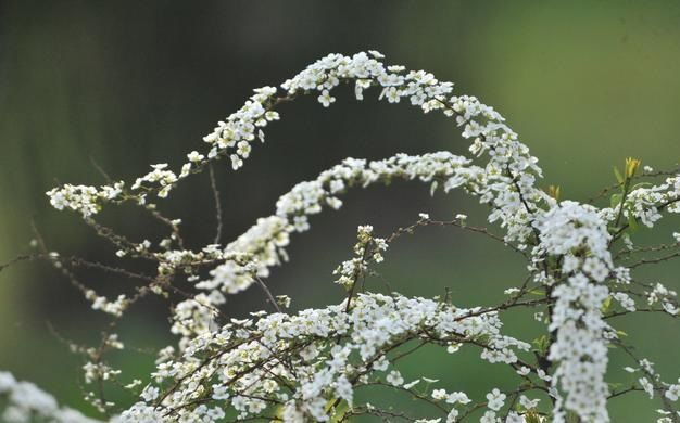 珍珠花的栽培养护技术